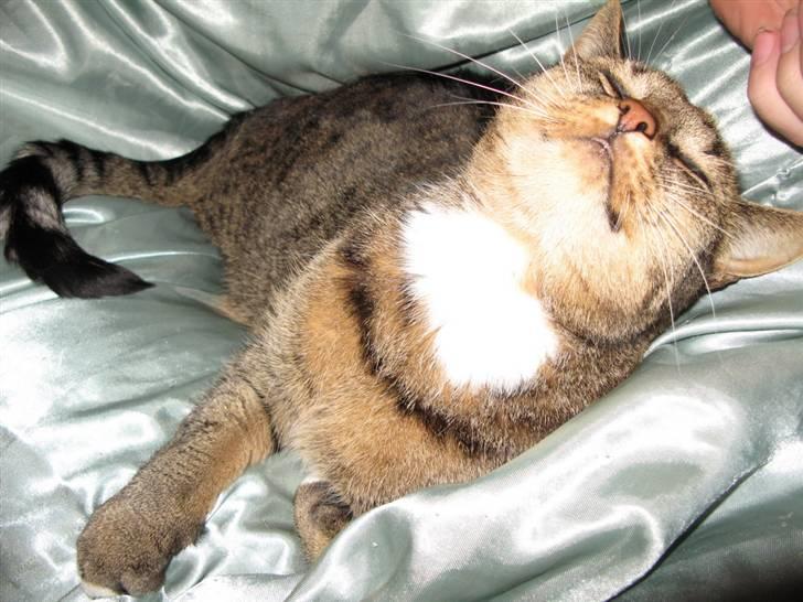 Huskat Miv billede 11