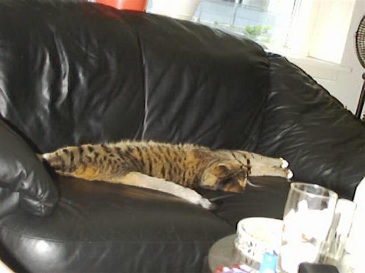 Huskat Miv billede 12