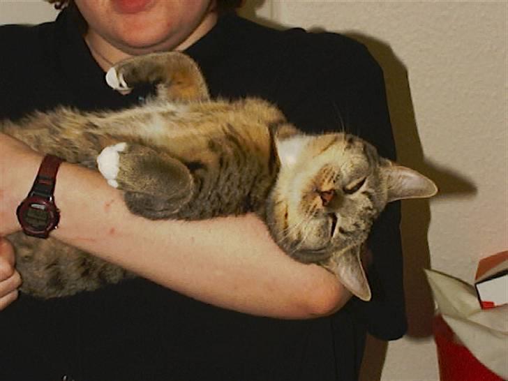 Huskat Miv billede 13