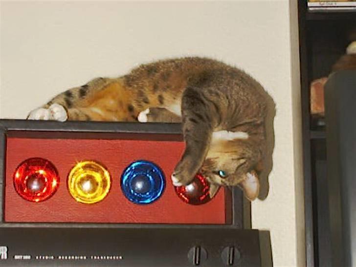 Huskat Miv billede 14