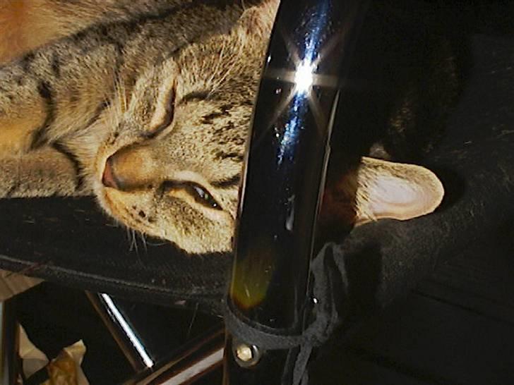 Huskat Miv billede 15