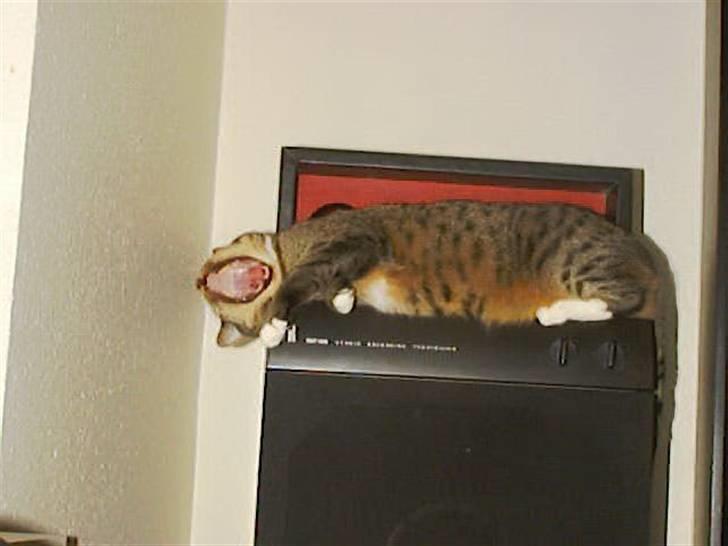 Huskat Miv billede 16