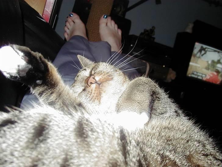 Huskat Miv billede 17