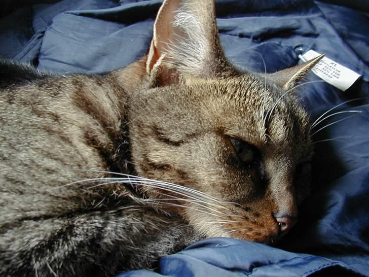 Huskat Miv billede 18