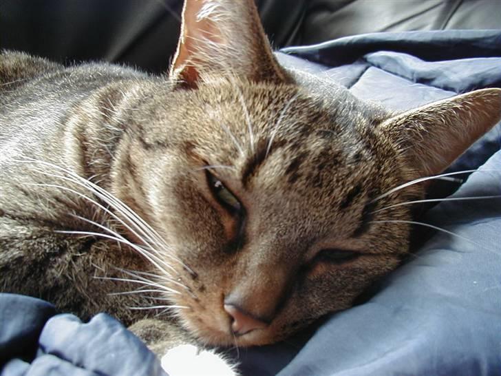 Huskat Miv billede 19