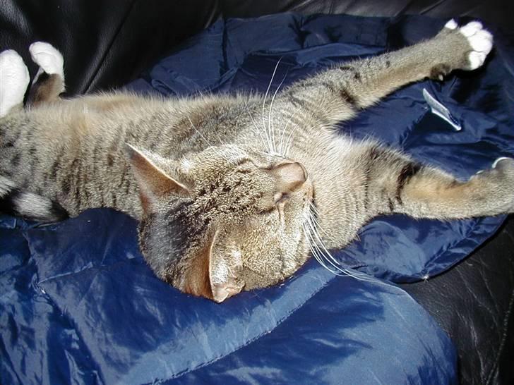 Huskat Miv billede 20