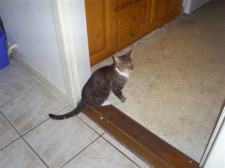 Huskat Bobo * død * billede 5