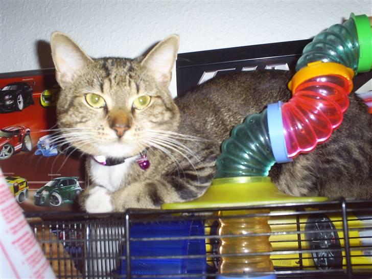 Huskat Bobo * død * - bobo passer på vores hamster viktor :-) billede 6