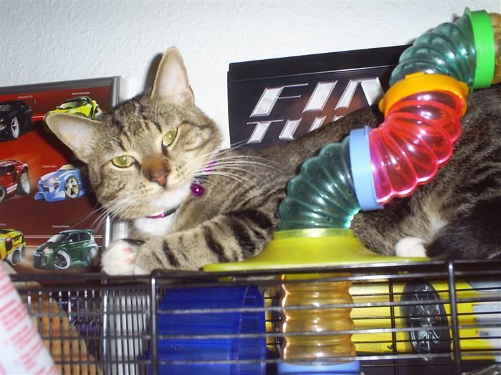 Huskat Bobo * død * - se er jeg ikke bare skøn :-) billede 7