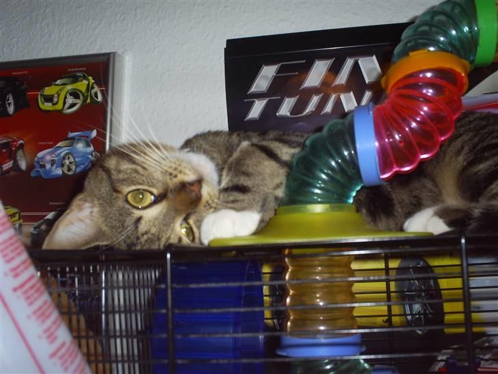 Huskat Bobo * død * - uha hvor jeg bare ligger dejligt  billede 8