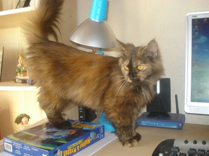 Maine Coon Pjuske billede 4
