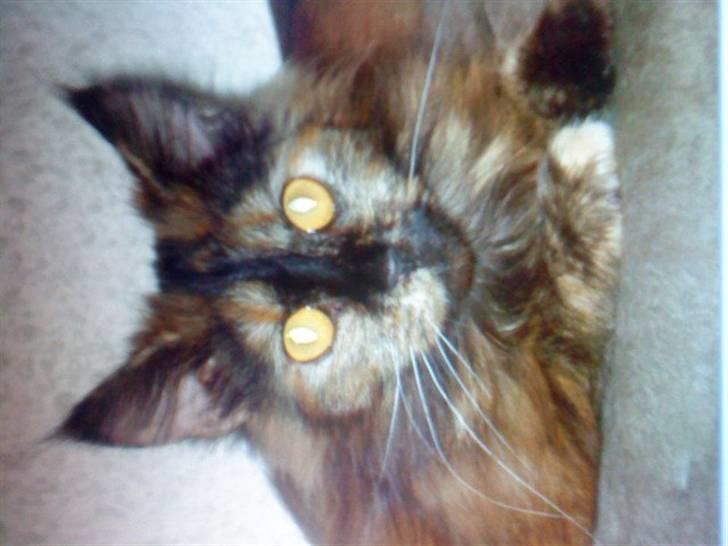 Maine Coon Pjuske billede 5