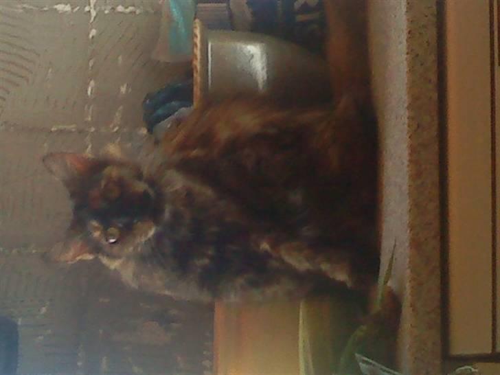 Maine Coon Pjuske billede 6