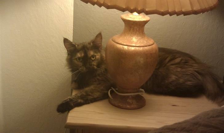 Maine Coon Pjuske billede 3