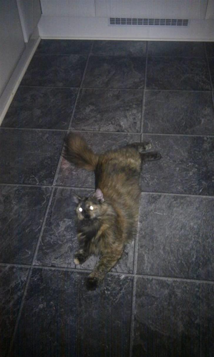 Maine Coon Pjuske billede 7