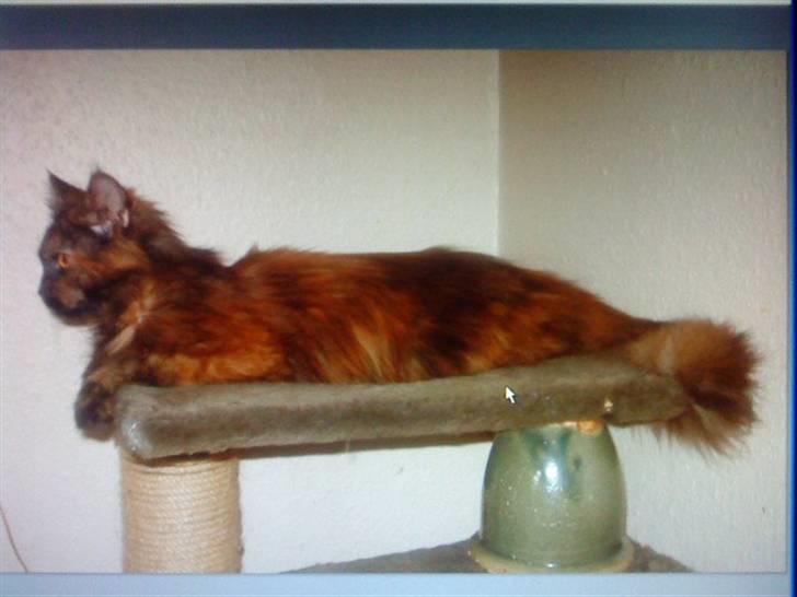 Maine Coon Pjuske billede 8