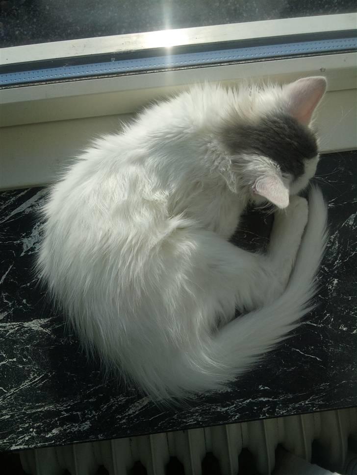 Norsk Skovkat Nelli Snowflake billede 2