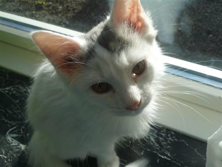 Norsk Skovkat Nelli Snowflake billede 3