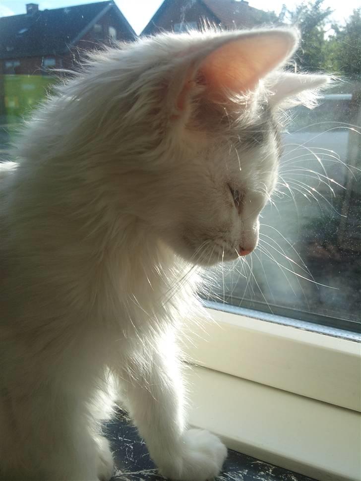 Norsk Skovkat Nelli Snowflake billede 4