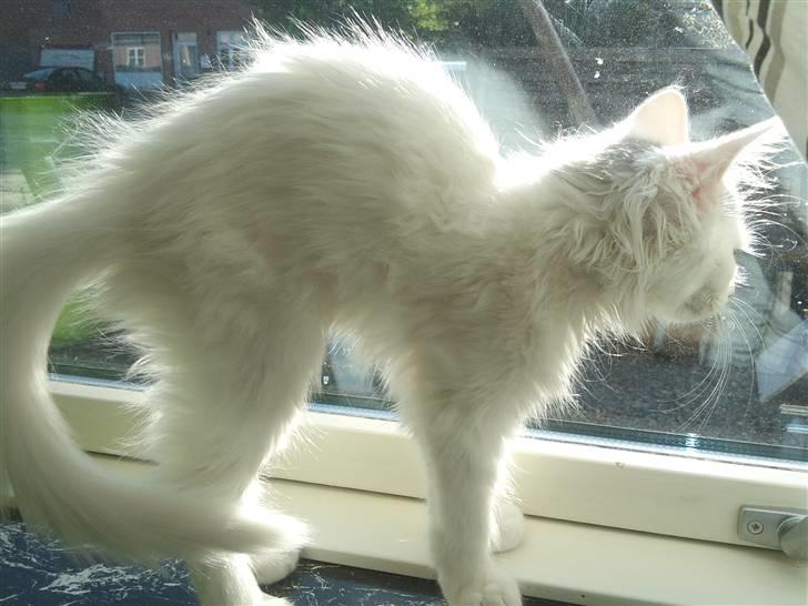 Norsk Skovkat Nelli Snowflake billede 5