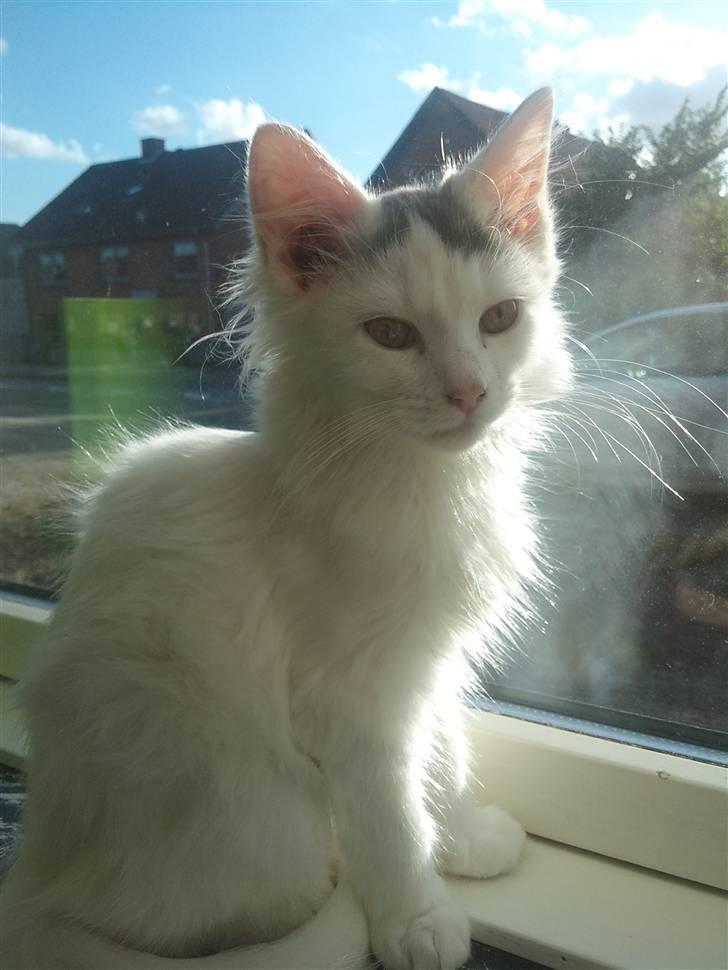 Norsk Skovkat Nelli Snowflake billede 6