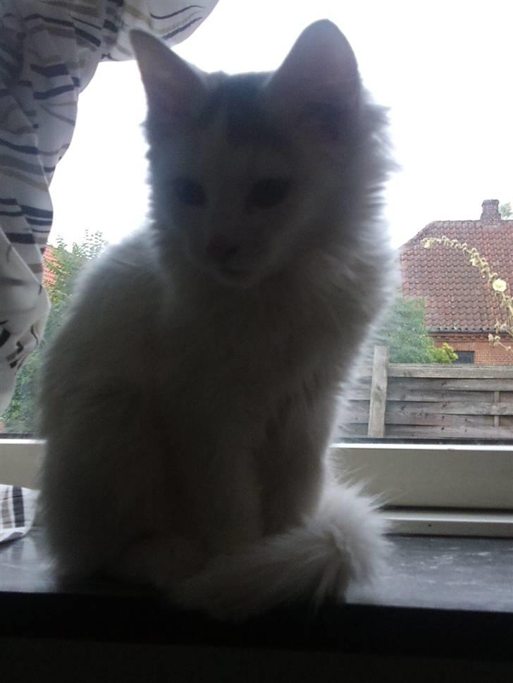 Norsk Skovkat Nelli Snowflake billede 7