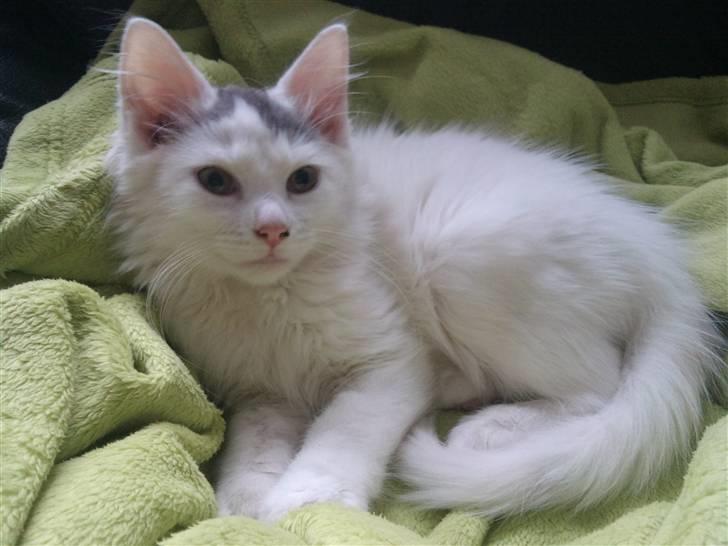 Norsk Skovkat Nelli Snowflake billede 8