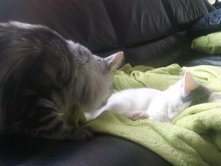 Norsk Skovkat Nelli Snowflake billede 9