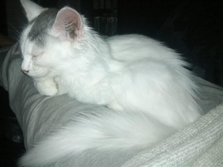 Norsk Skovkat Nelli Snowflake billede 10