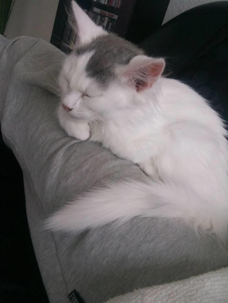 Norsk Skovkat Nelli Snowflake billede 11