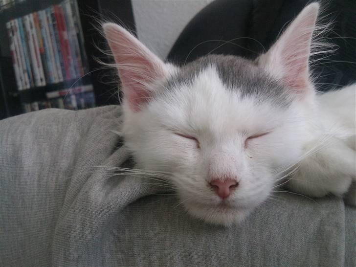 Norsk Skovkat Nelli Snowflake billede 12