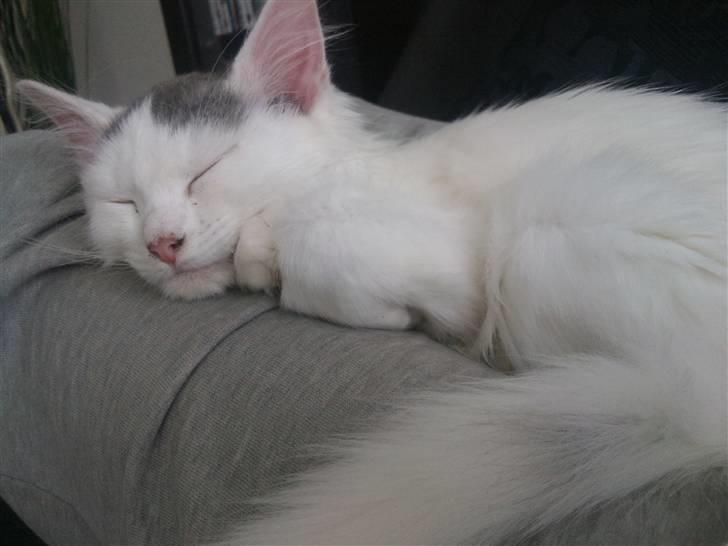 Norsk Skovkat Nelli Snowflake billede 13