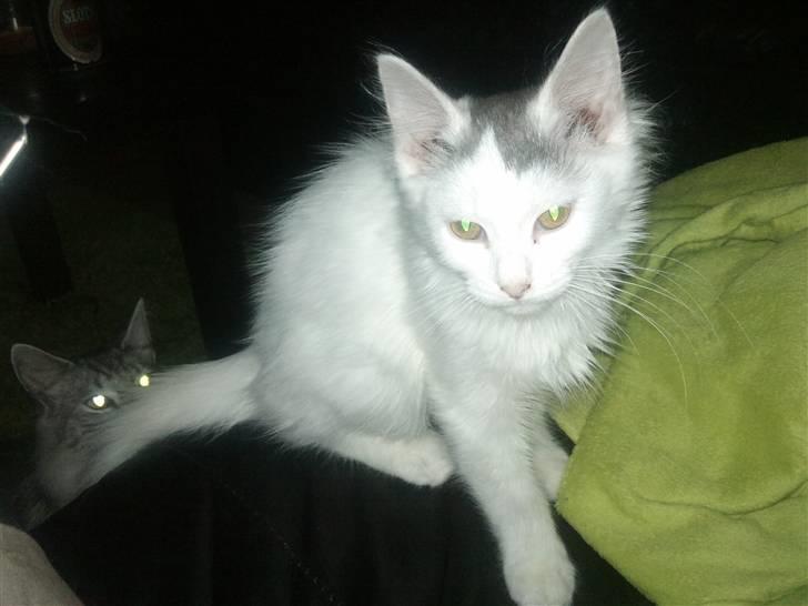 Norsk Skovkat Nelli Snowflake billede 14