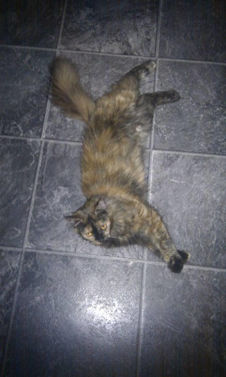 Maine Coon Pjuske billede 9