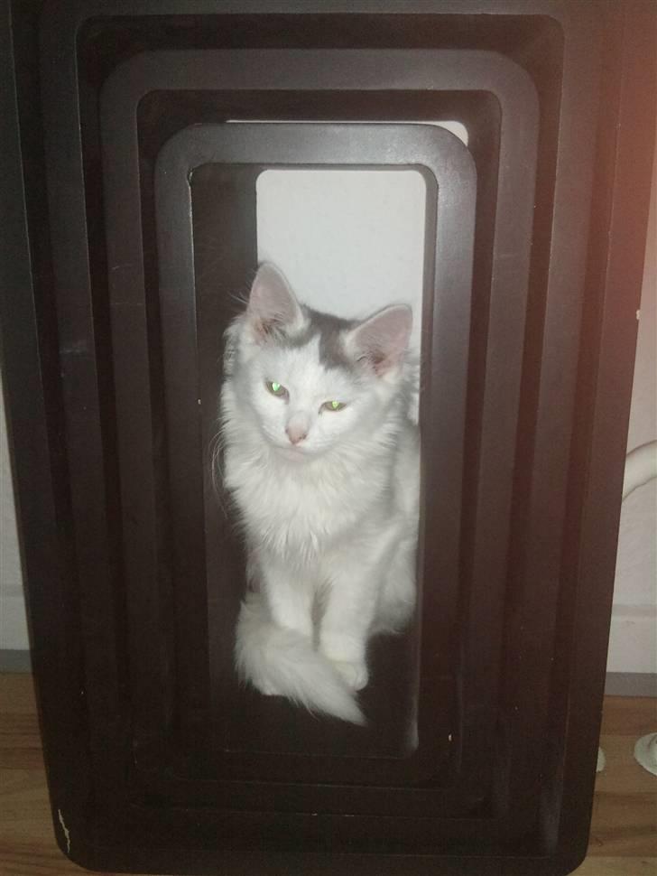 Norsk Skovkat Nelli Snowflake billede 15