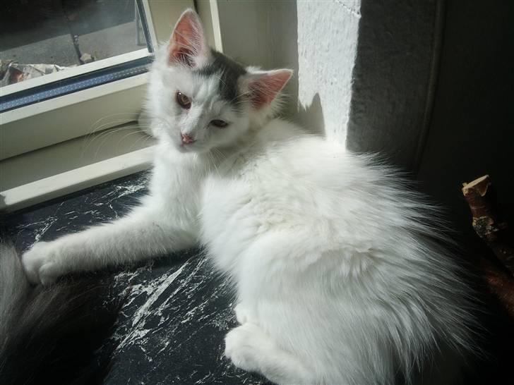 Norsk Skovkat Nelli Snowflake billede 16