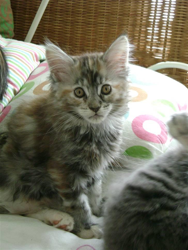 Maine Coon Lille silje  ledig billede 1