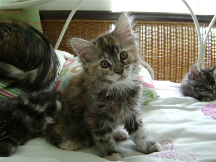 Maine Coon Lille silje  ledig billede 2