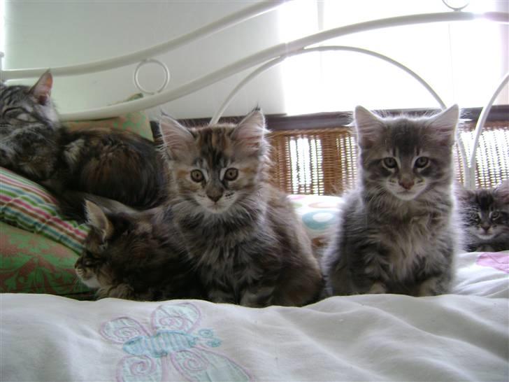 Maine Coon Lille silje  ledig - mig sammen med nogle af mine søskende billede 3