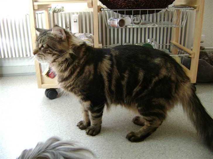 Maine Coon Lille silje  ledig - min far    LOKE billede 4