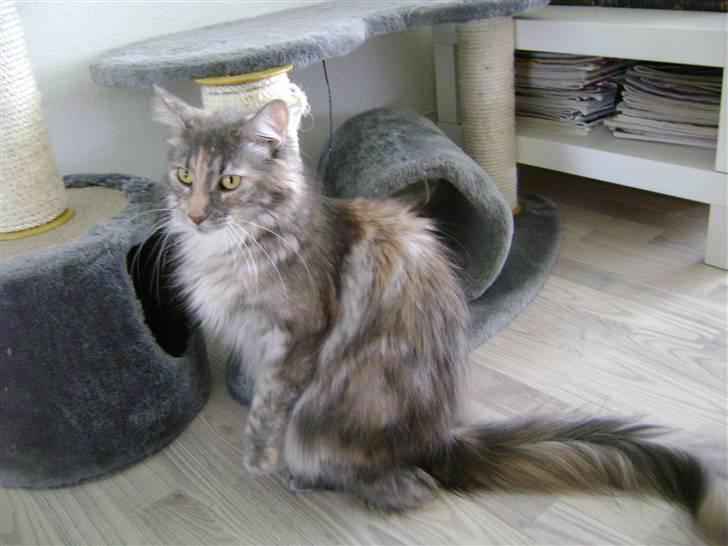 Maine Coon Lille silje  ledig - Min mor Tilde billede 5
