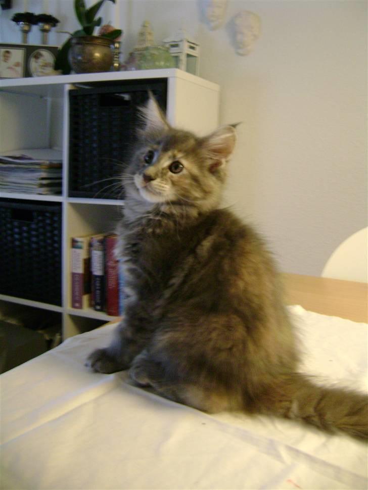 Maine Coon lille tilde  ledig billede 1