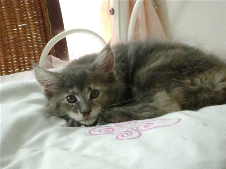 Maine Coon lille tilde  ledig billede 2