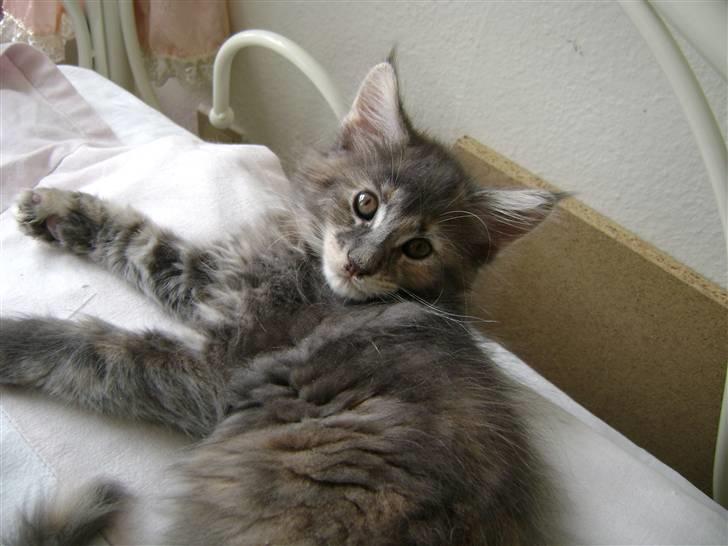 Maine Coon lille tilde  ledig billede 3