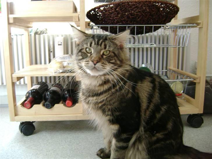 Maine Coon lille tilde  ledig - min far    LOKE billede 4