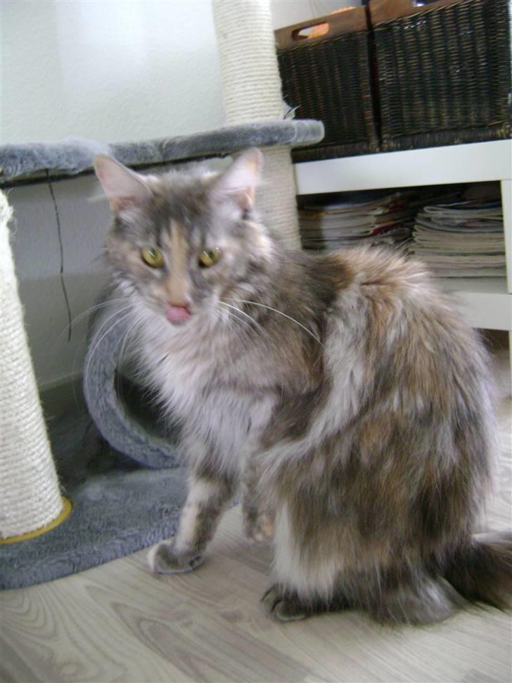 Maine Coon lille tilde  ledig - Min mor Tilde  Vi ligner hinanden rigtig meget billede 5