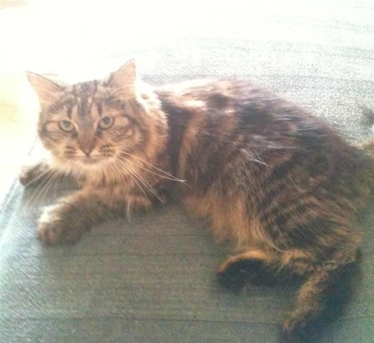 Maine Coon Amanda   -   SOLGT billede 1