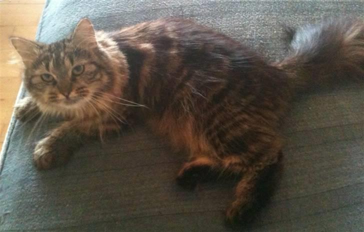 Maine Coon Amanda   -   SOLGT billede 2