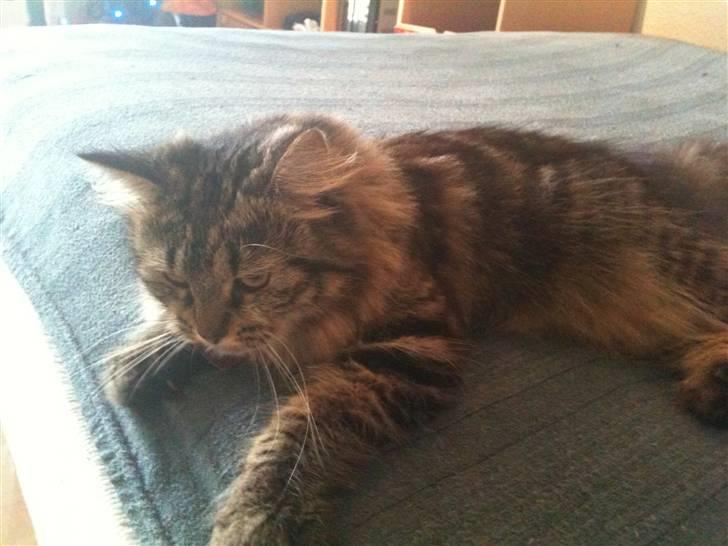 Maine Coon Amanda   -   SOLGT billede 3