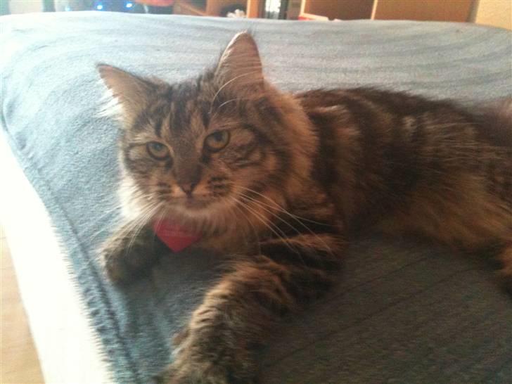 Maine Coon Amanda   -   SOLGT billede 4